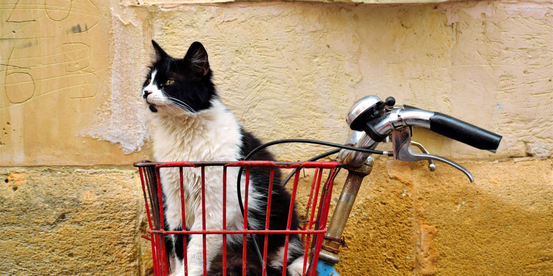 What's the Best Gear for Biking with Cats?