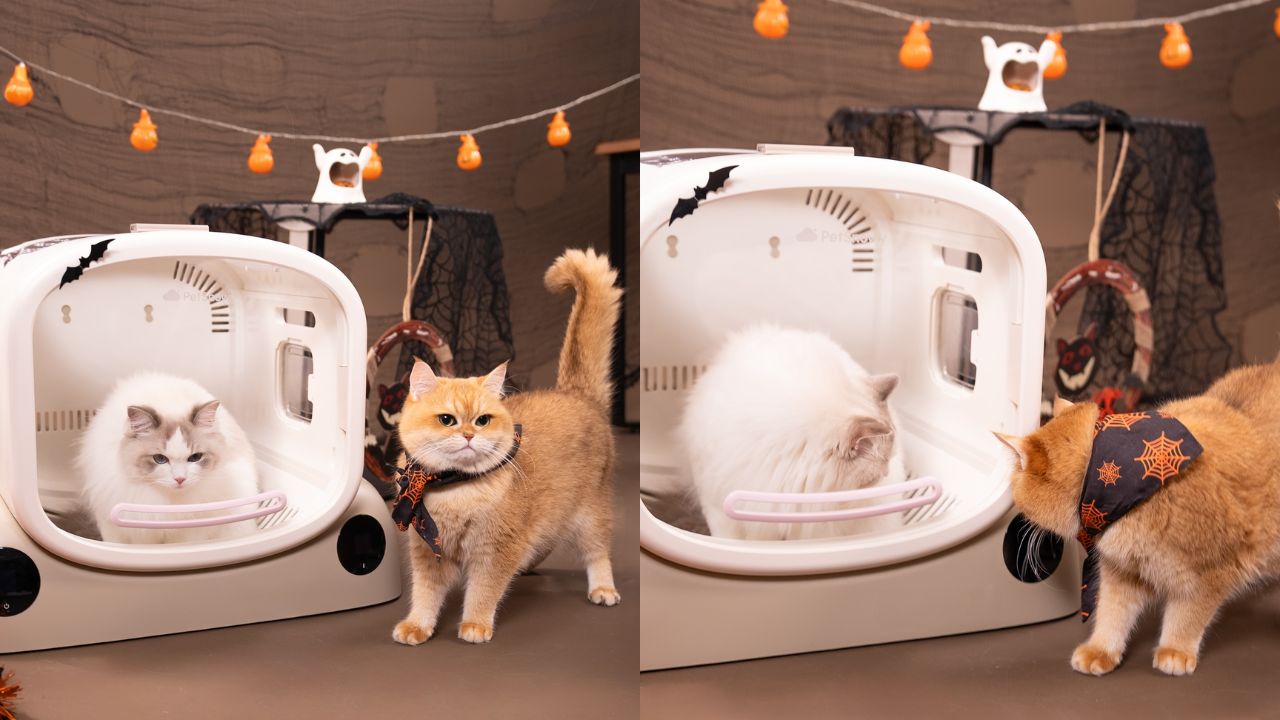 The Petsnowy Pet Dryer Box Brings Revolutionary Changes to Pet Healthcare